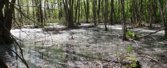 Mobilisation autour des milieux humides et hydriques